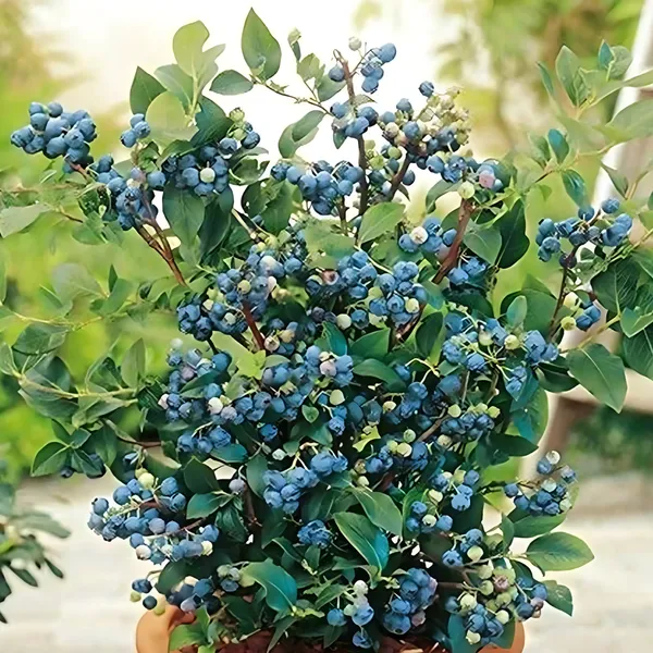 Blueberry_Plant_|_Grafted