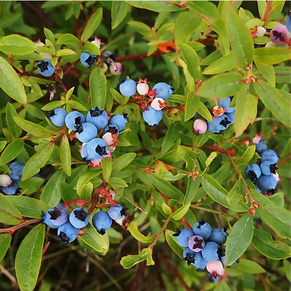 Blueberry_Plant_|_Grafted