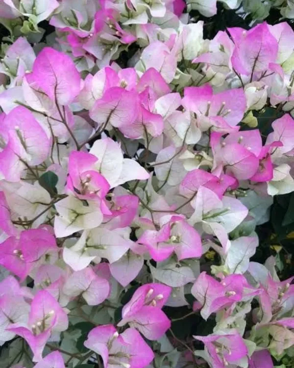 Splash_Bougainvillea_Plant_|_Grafted_Exotic_Multi-Color_Variety_|_Heavy_Blooming_|_Perfect_for_Terrace_&_Outdoor_Gardens_|_Healthy_Live_Plant_Guaranteed.