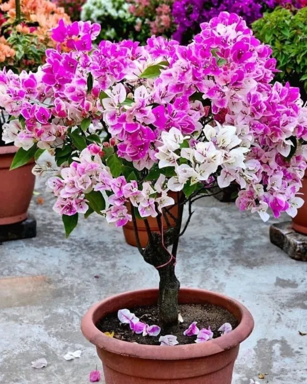 Splash_Bougainvillea_Plant_|_Grafted_Exotic_Multi-Color_Variety_|_Heavy_Blooming_|_Perfect_for_Terrace_&_Outdoor_Gardens_|_Healthy_Live_Plant_Guaranteed.