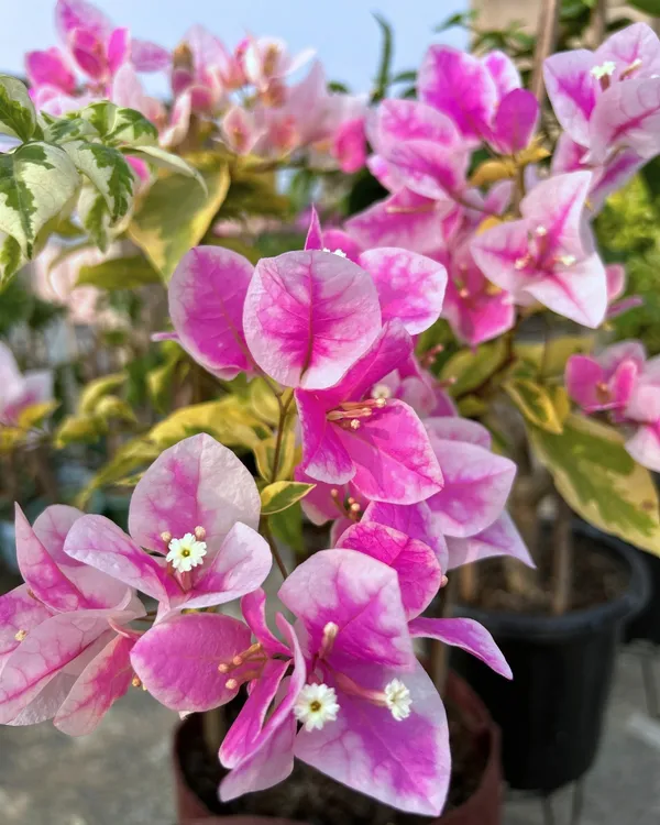 Splash_Bougainvillea_Plant_|_Grafted_Exotic_Multi-Color_Variety_|_Heavy_Blooming_|_Perfect_for_Terrace_&_Outdoor_Gardens_|_Healthy_Live_Plant_Guaranteed.
