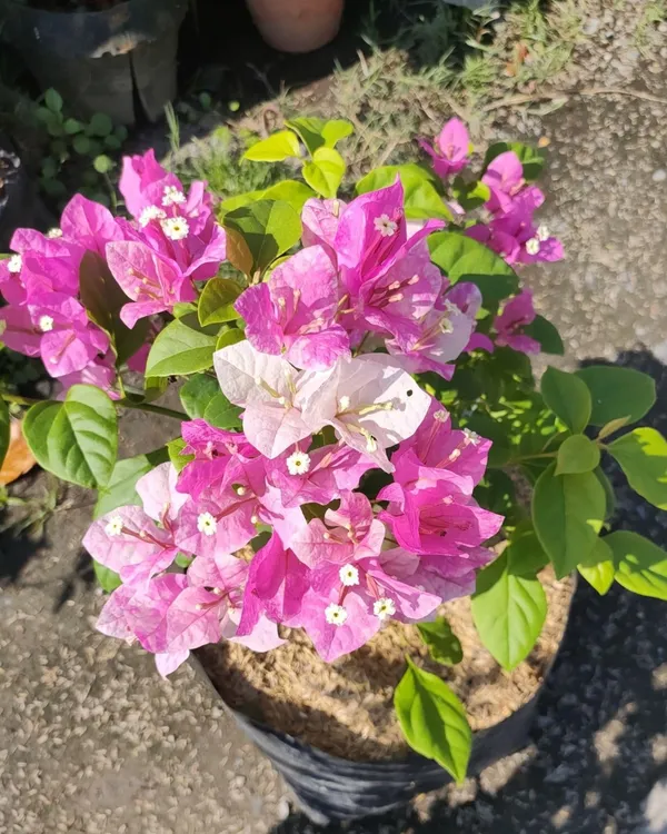 Splash_Bougainvillea_Plant_|_Grafted_Exotic_Multi-Color_Variety_|_Heavy_Blooming_|_Perfect_for_Terrace_&_Outdoor_Gardens_|_Healthy_Live_Plant_Guaranteed.