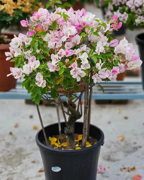 Splash_Bougainvillea_Plant_|_Grafted_Exotic_Multi-Color_Variety_|_Heavy_Blooming_|_Perfect_for_Terrace_&_Outdoor_Gardens_|_Healthy_Live_Plant_Guaranteed.