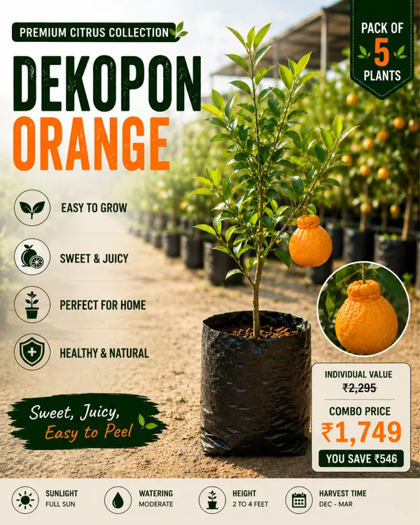 Premium_Citrus_Collection