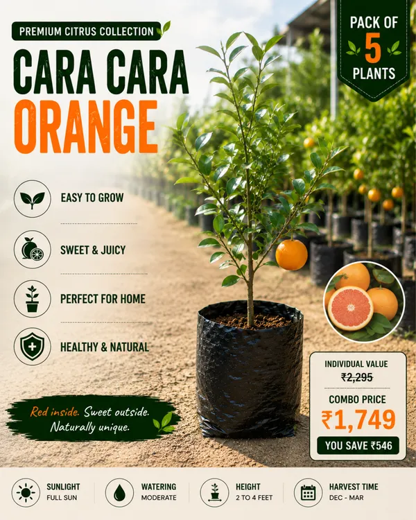 Premium_Citrus_Collection