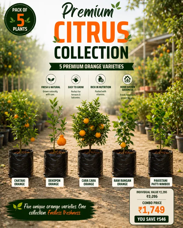 Premium_Citrus_Collection
