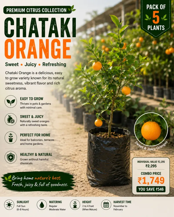 Premium_Citrus_Collection