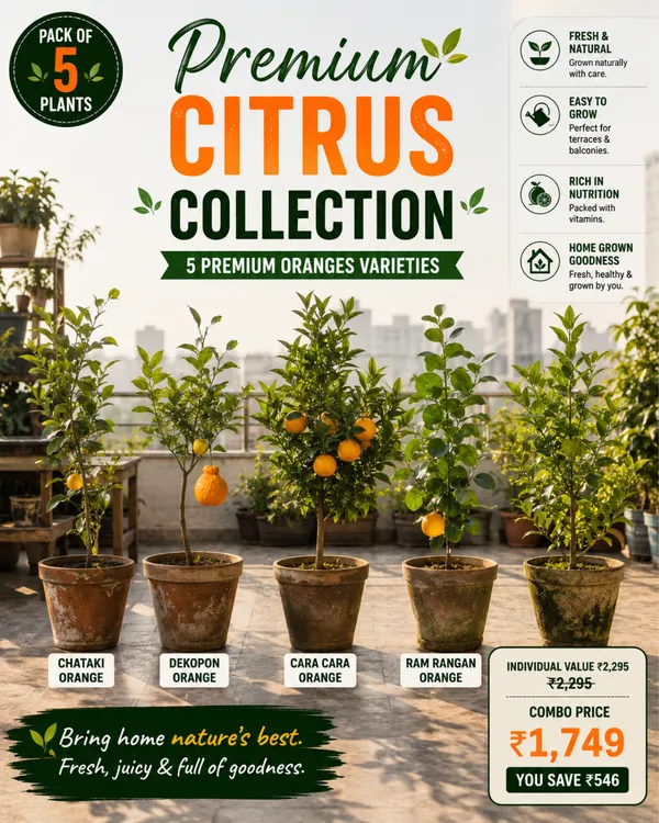 Premium_Citrus_Collection