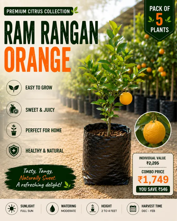 Premium_Citrus_Collection