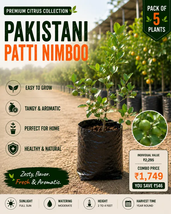 Premium_Citrus_Collection