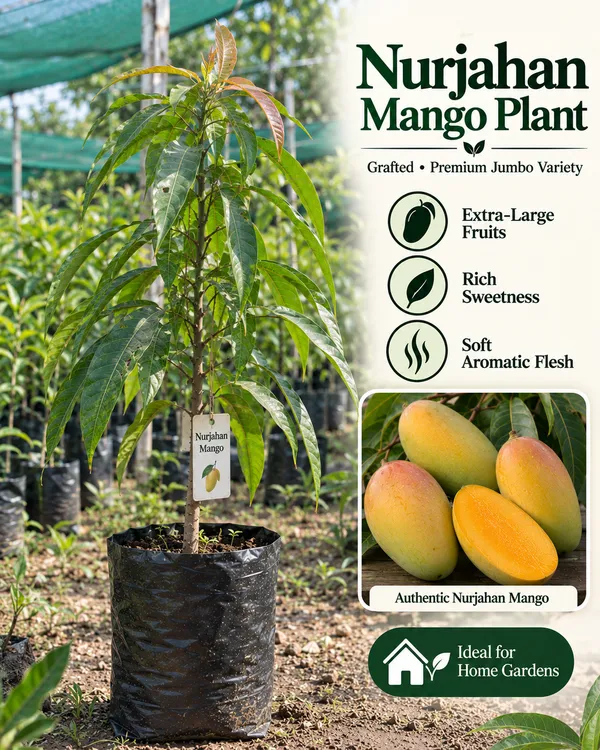 Premium_Exotic_Mango_Collection