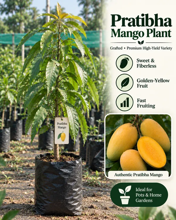 Premium_Exotic_Mango_Collection