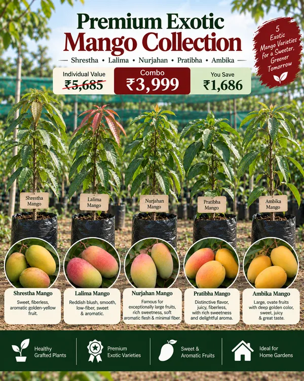 Premium_Exotic_Mango_Collection