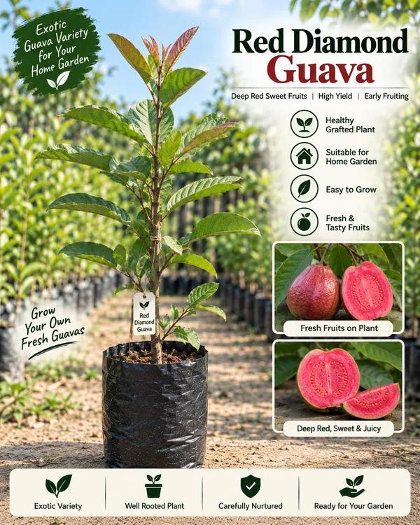 Premium_Guava_Collection