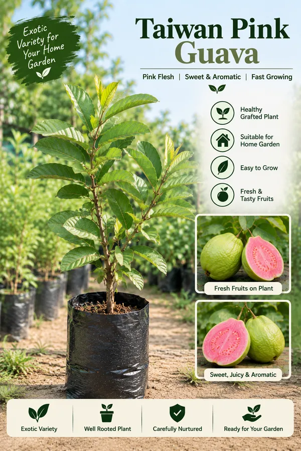 Premium_Guava_Collection