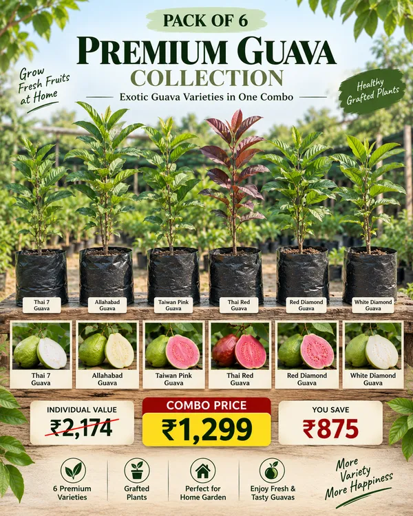 Premium_Guava_Collection