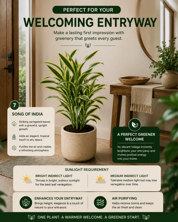 Premium_Indoor_Jungle_Collection
