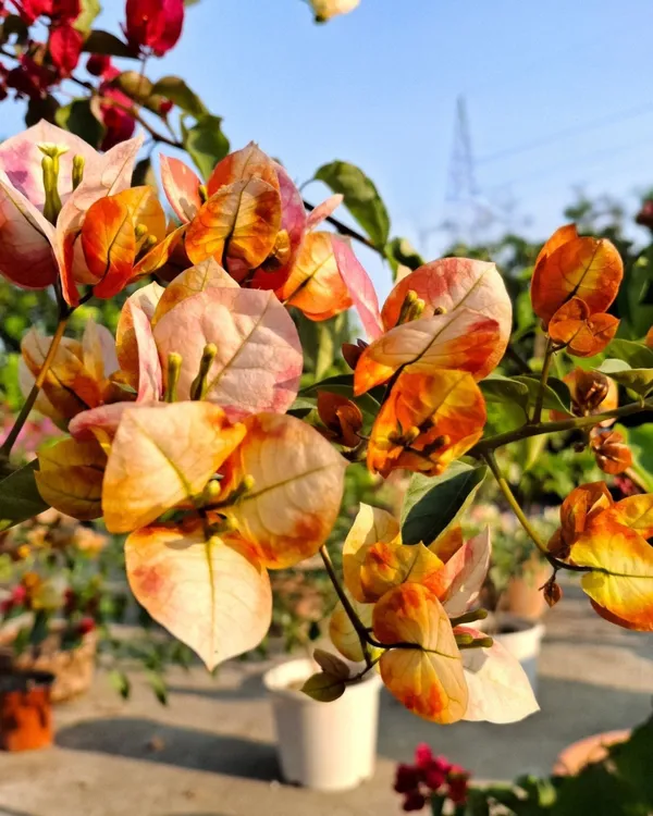 Golden_Sunshine_Bougainvillea_Plant_|_Grafted_Ornamental_Variety_|_Bright_Yellow-Gold_Flowers_|_Ideal_for_Terrace_&_Outdoor_Gardens_|_Healthy_Live_Plant_Guaranteed.