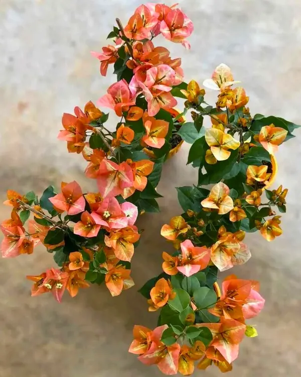 Golden_Sunshine_Bougainvillea_Plant_|_Grafted_Ornamental_Variety_|_Bright_Yellow-Gold_Flowers_|_Ideal_for_Terrace_&_Outdoor_Gardens_|_Healthy_Live_Plant_Guaranteed.