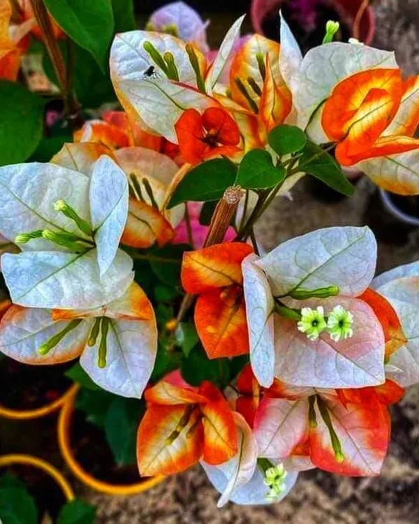 Golden_Sunshine_Bougainvillea_Plant_|_Grafted_Ornamental_Variety_|_Bright_Yellow-Gold_Flowers_|_Ideal_for_Terrace_&_Outdoor_Gardens_|_Healthy_Live_Plant_Guaranteed.