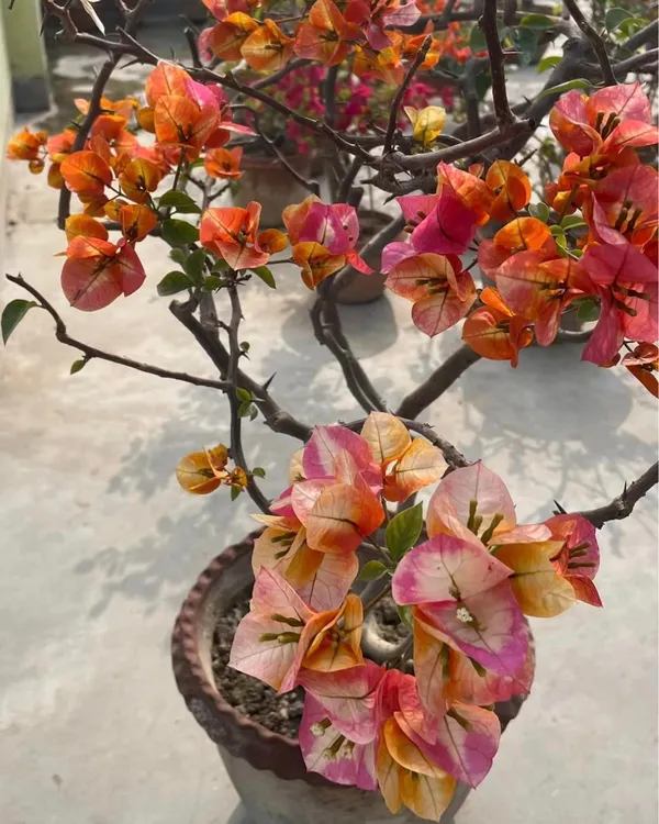 Golden_Sunshine_Bougainvillea_Plant_|_Grafted_Ornamental_Variety_|_Bright_Yellow-Gold_Flowers_|_Ideal_for_Terrace_&_Outdoor_Gardens_|_Healthy_Live_Plant_Guaranteed.