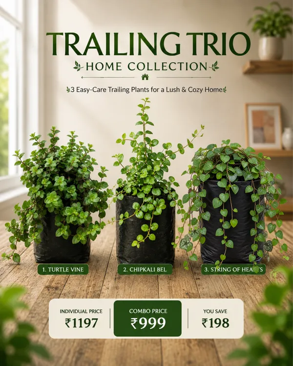 Trailing_Trio