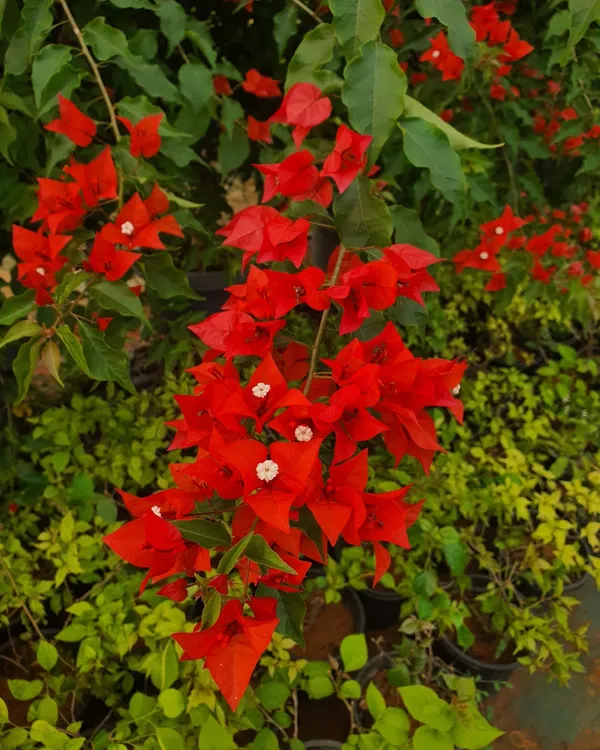 Flame_Bougainvillea_Plant_|_Grafted_Fiery_Red-Orange_Flower_Variety_|_Heavy_Blooming_|_Ideal_for_Outdoor_&_Terrace_Gardens_|_Healthy_Live_Plant_Guaranteed.