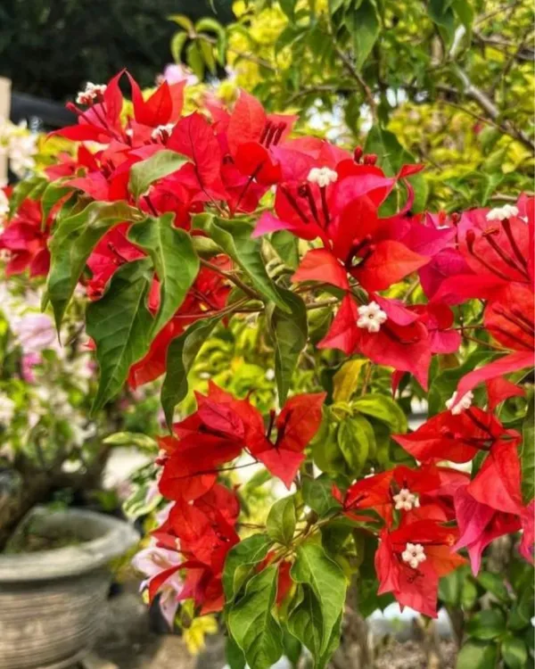 Flame_Bougainvillea_Plant_|_Grafted_Fiery_Red-Orange_Flower_Variety_|_Heavy_Blooming_|_Ideal_for_Outdoor_&_Terrace_Gardens_|_Healthy_Live_Plant_Guaranteed.
