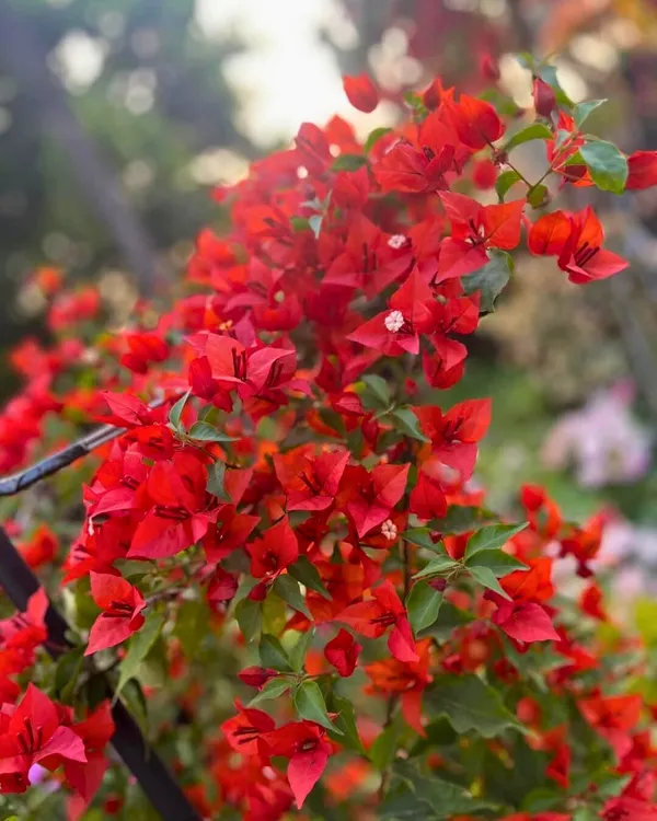 Flame_Bougainvillea_Plant_|_Grafted_Fiery_Red-Orange_Flower_Variety_|_Heavy_Blooming_|_Ideal_for_Outdoor_&_Terrace_Gardens_|_Healthy_Live_Plant_Guaranteed.