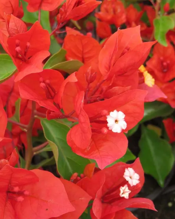 Flame_Bougainvillea_Plant_|_Grafted_Fiery_Red-Orange_Flower_Variety_|_Heavy_Blooming_|_Ideal_for_Outdoor_&_Terrace_Gardens_|_Healthy_Live_Plant_Guaranteed.