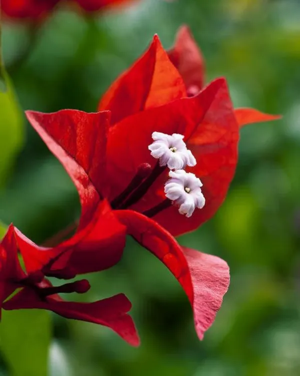 Flame_Bougainvillea_Plant_|_Grafted_Fiery_Red-Orange_Flower_Variety_|_Heavy_Blooming_|_Ideal_for_Outdoor_&_Terrace_Gardens_|_Healthy_Live_Plant_Guaranteed.