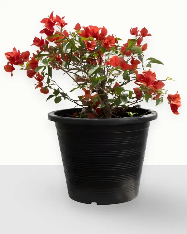 Flame_Bougainvillea_Plant_|_Grafted_Fiery_Red-Orange_Flower_Variety_|_Heavy_Blooming_|_Ideal_for_Outdoor_&_Terrace_Gardens_|_Healthy_Live_Plant_Guaranteed.