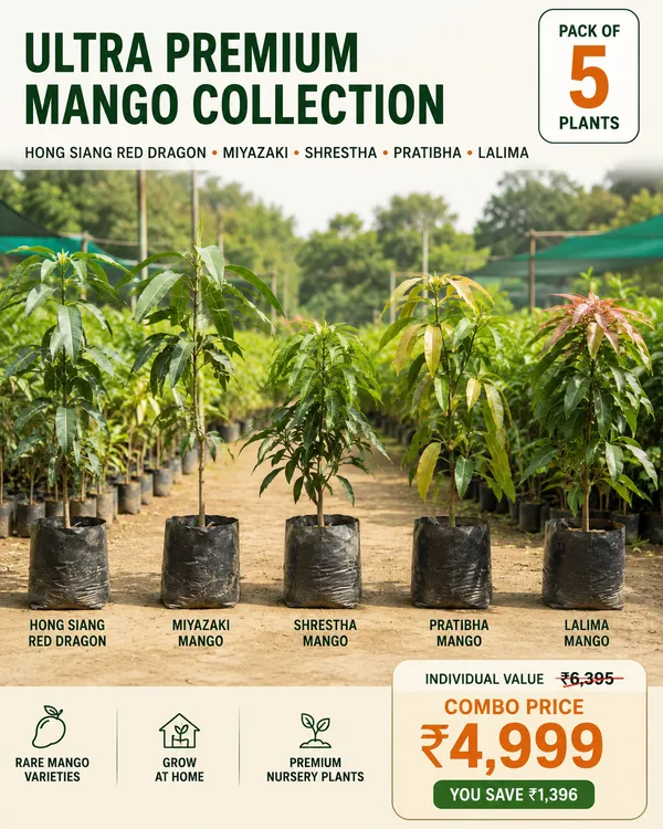 Ultra_Premium_Mango_Collection