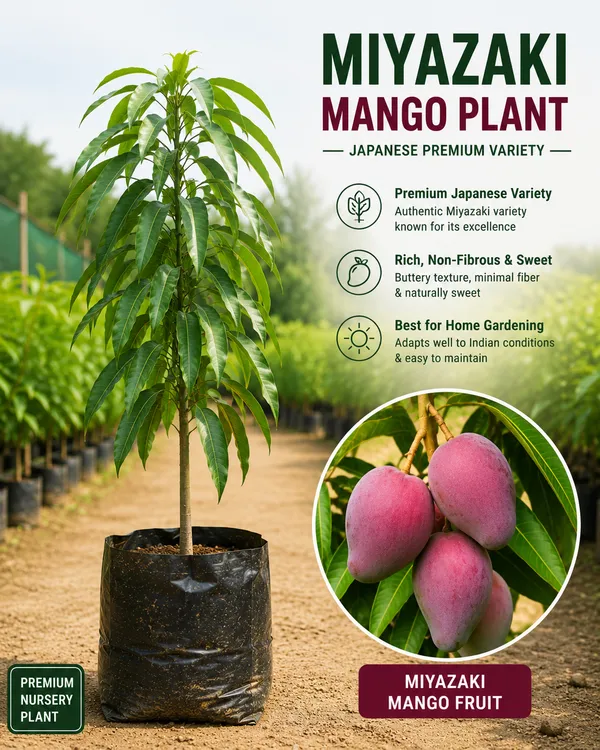 Ultra_Premium_Mango_Collection