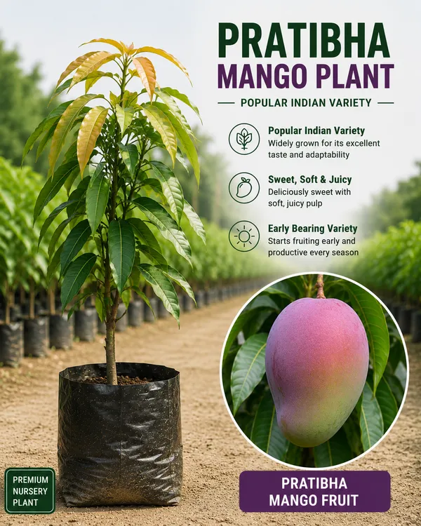 Ultra_Premium_Mango_Collection