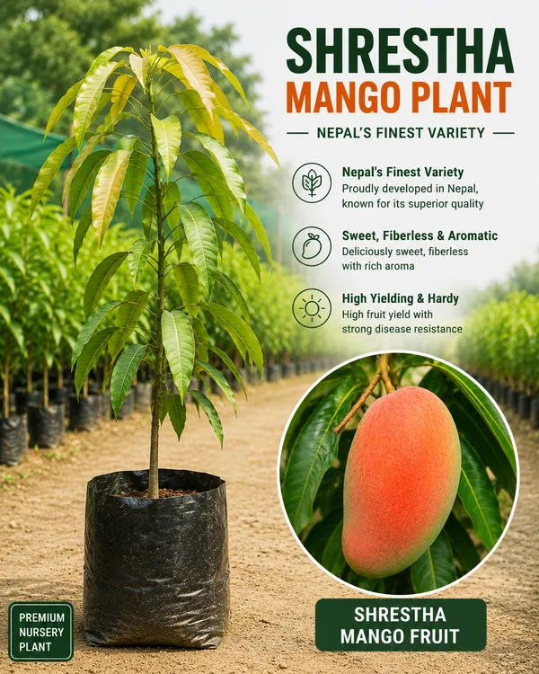Ultra_Premium_Mango_Collection
