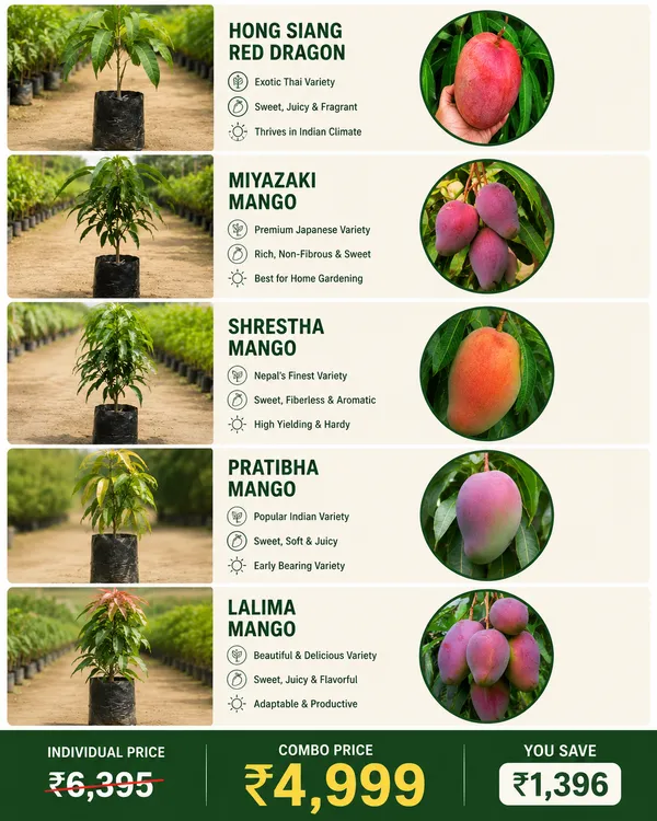 Ultra_Premium_Mango_Collection