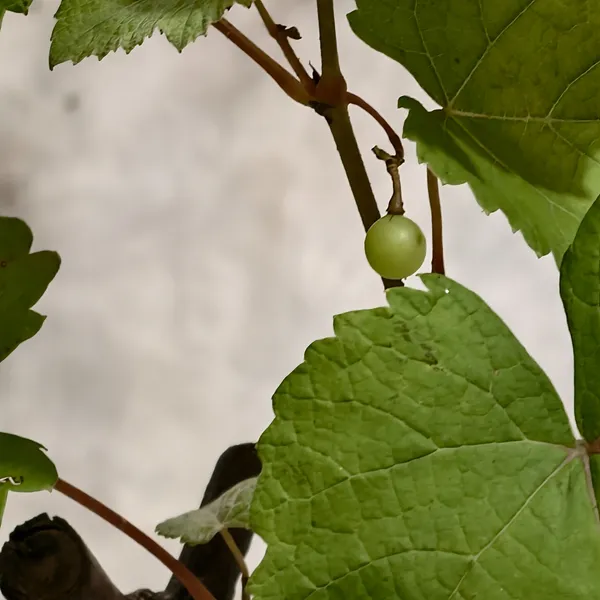 Green_Grapes_Plant_|_Air_Layered_High_Yield_Variety_|_Sweet_Juicy_Clusters_|_Fast_Growing_|_Healthy_Live_Plant_Guaranteed