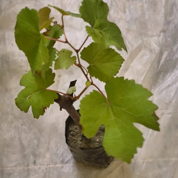 Green_Grapes_Plant_|_Air_Layered_High_Yield_Variety_|_Sweet_Juicy_Clusters_|_Fast_Growing_|_Healthy_Live_Plant_Guaranteed
