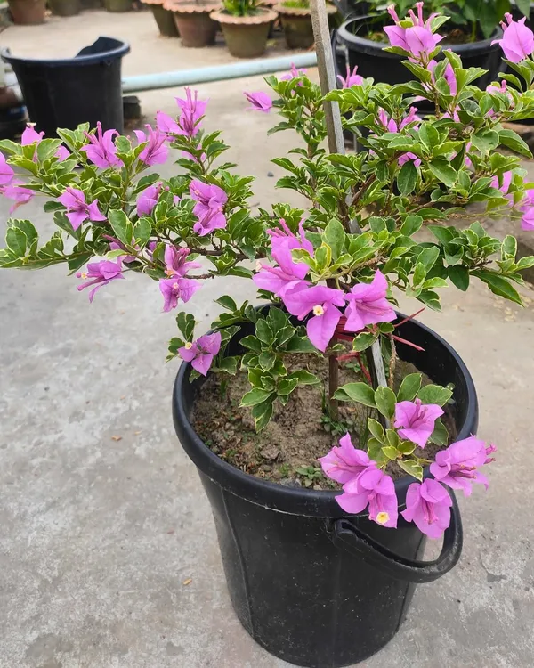 Tri-Colour_Green_Leaf_Bougainvillea_Plant_|_Grafted_Rare_Multi-Color_Variety_|_Heavy_Bloom_Ornamental_Plant_|_Healthy_Live_Plant_Guaranteed.