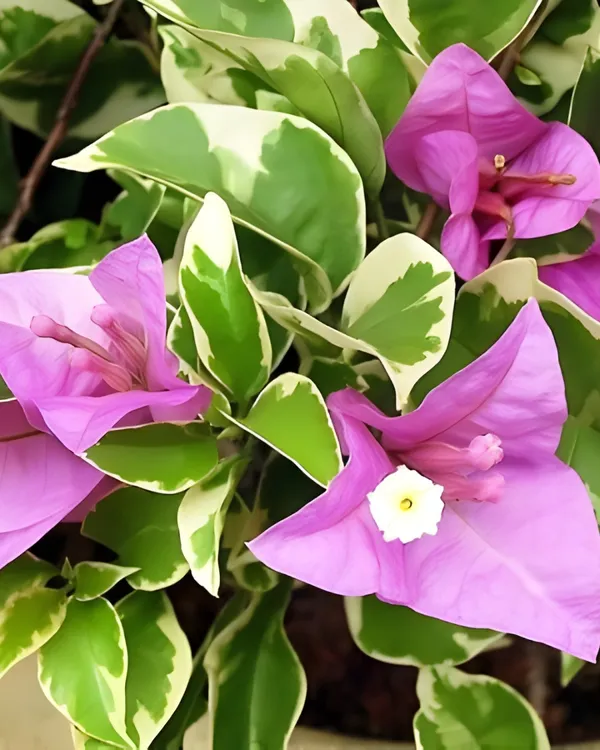 Tri-Colour_Green_Leaf_Bougainvillea_Plant_|_Grafted_Rare_Multi-Color_Variety_|_Heavy_Bloom_Ornamental_Plant_|_Healthy_Live_Plant_Guaranteed.