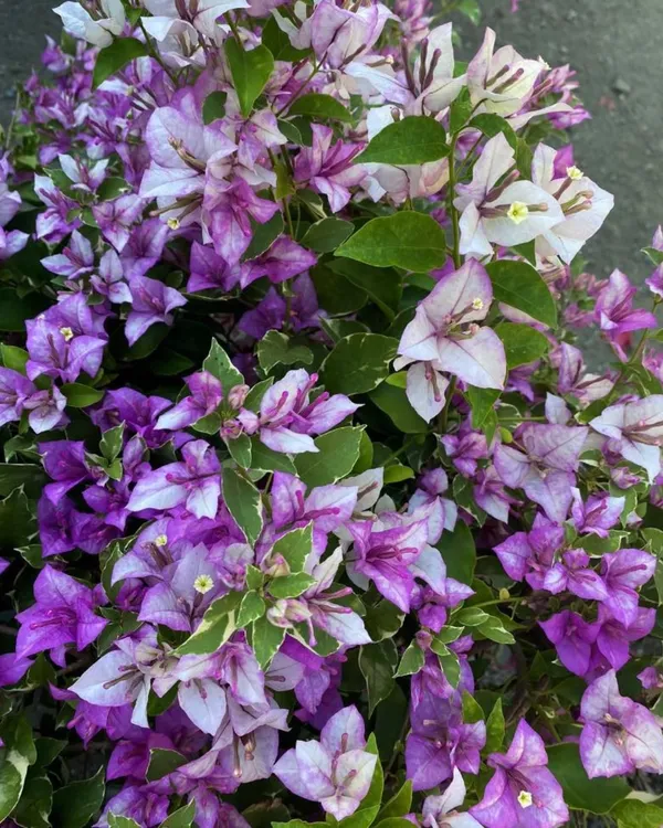 Tri-Colour_Green_Leaf_Bougainvillea_Plant_|_Grafted_Rare_Multi-Color_Variety_|_Heavy_Bloom_Ornamental_Plant_|_Healthy_Live_Plant_Guaranteed.