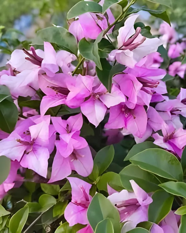 Tri-Colour_Green_Leaf_Bougainvillea_Plant_|_Grafted_Rare_Multi-Color_Variety_|_Heavy_Bloom_Ornamental_Plant_|_Healthy_Live_Plant_Guaranteed.