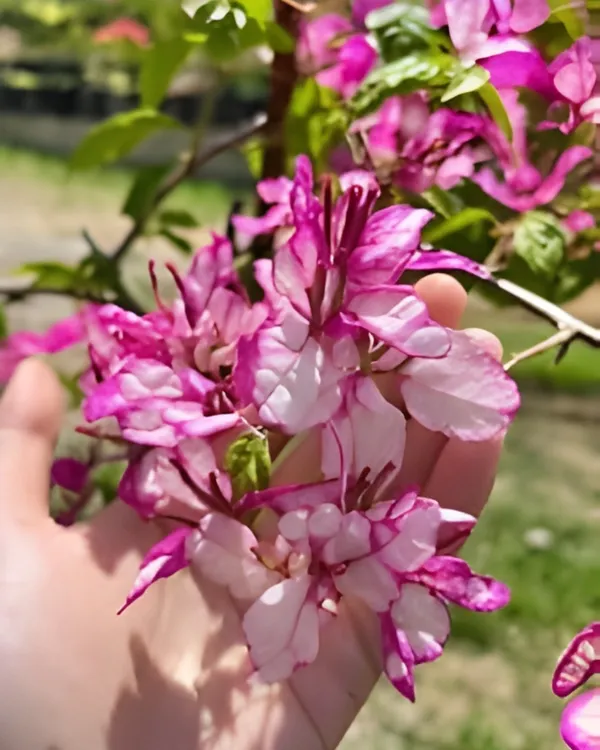 Bidadari_Bougainvillea_Plant_|_Grafted_Exotic_Ornamental_Variety_|_Bright_Heavy_Blooms_|_Ideal_for_Balcony_&_Outdoor_Gardens_|_Healthy_Live_Plant_Guaranteed.