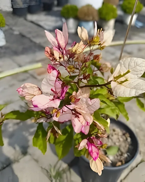 Bidadari_Bougainvillea_Plant_|_Grafted_Exotic_Ornamental_Variety_|_Bright_Heavy_Blooms_|_Ideal_for_Balcony_&_Outdoor_Gardens_|_Healthy_Live_Plant_Guaranteed.