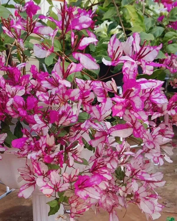 Bidadari_Bougainvillea_Plant_|_Grafted_Exotic_Ornamental_Variety_|_Bright_Heavy_Blooms_|_Ideal_for_Balcony_&_Outdoor_Gardens_|_Healthy_Live_Plant_Guaranteed.