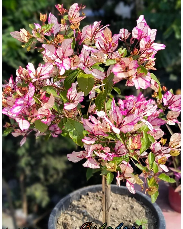 Bidadari_Bougainvillea_Plant_|_Grafted_Exotic_Ornamental_Variety_|_Bright_Heavy_Blooms_|_Ideal_for_Balcony_&_Outdoor_Gardens_|_Healthy_Live_Plant_Guaranteed.