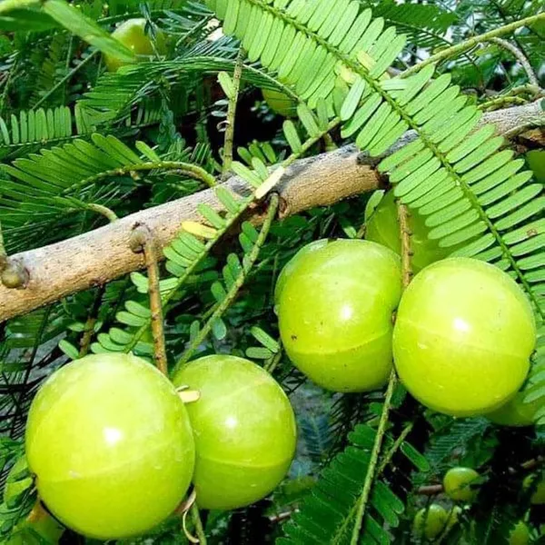 Green_Amla_Plant_|_Grafted_High_Yield_Variety_|_Rich_in_Vitamin_C_|_Early_Fruiting_|_Healthy_Live_Plant_Guaranteed