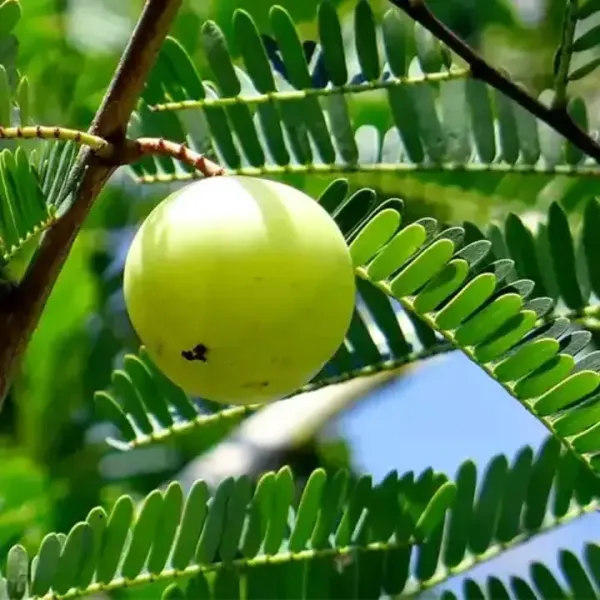 Green_Amla_Plant_|_Grafted_High_Yield_Variety_|_Rich_in_Vitamin_C_|_Early_Fruiting_|_Healthy_Live_Plant_Guaranteed