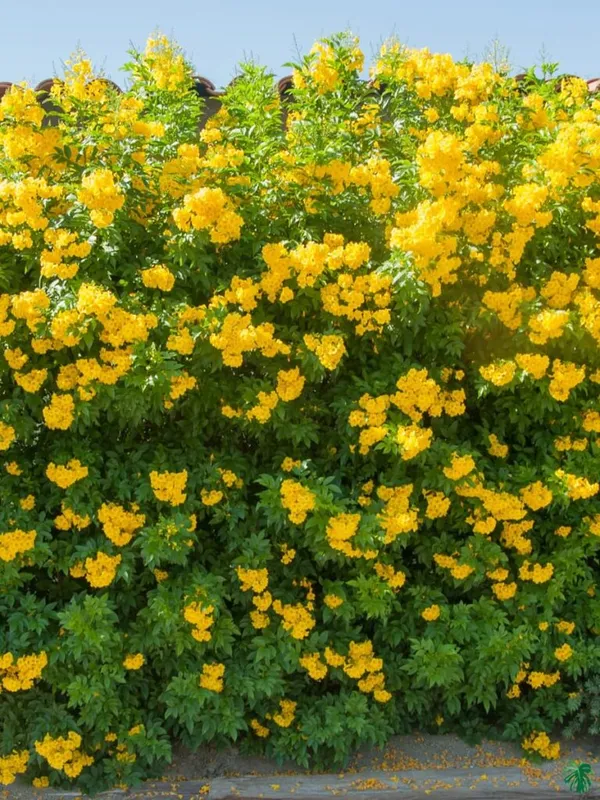 Tecoma_(Yellow_Bell)_Plant_|_Grafted_Bright_Yellow_Trumpet_Flowers_|_Fast_Growing_Ornamental_Variety_|_Ideal_for_Home_&_Outdoor_Gardens_|_Healthy_Live_Plant_Guaranteed.
